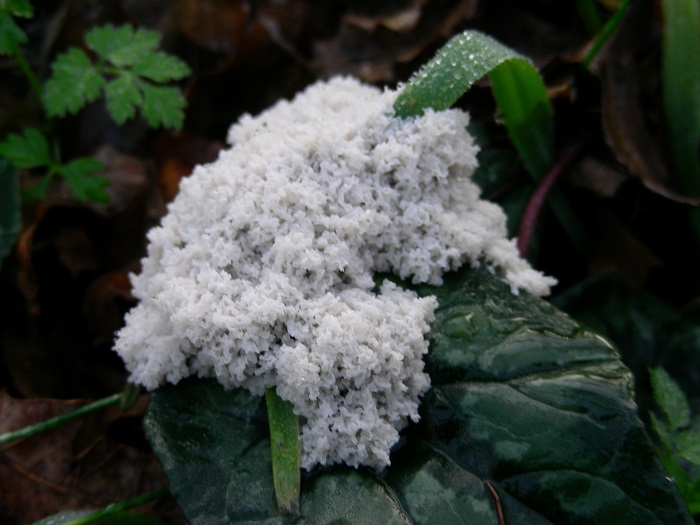 566 Gennaio vecchio ritrovamento